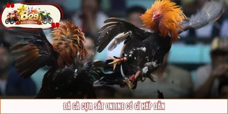 Đá gà cựa sắt online có gì hấp dẫn