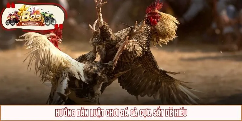 Hướng dẫn luật chơi chọi gà cựa sắt dễ hiểu