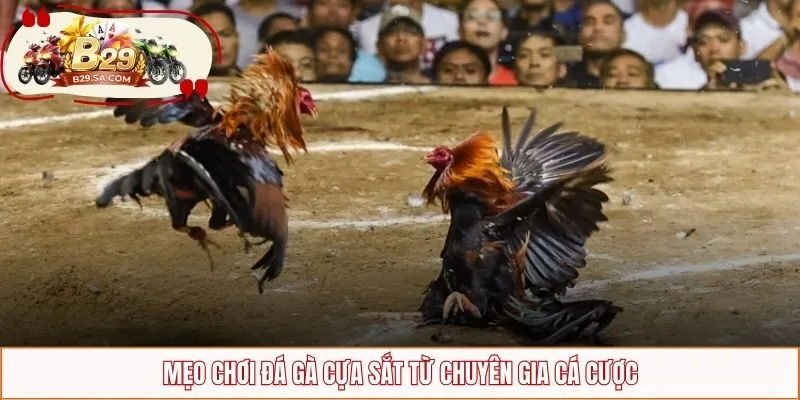 Mẹo chơi đá gà cựa sắt từ chuyên gia cá cược
