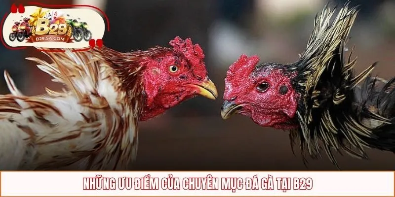 Những ưu điểm của chuyên mục đá gà tại B29